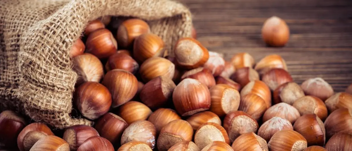 Inaugurata a Castrovillari la Demo Farm calabrese, un progetto per nocciole sostenibili