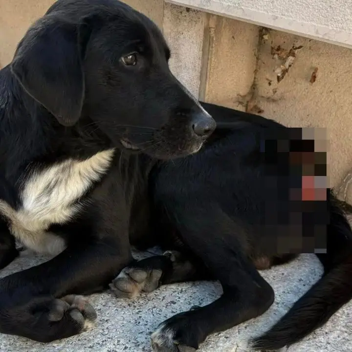 Halloween ad Acri, cane ferito dallo scoppio di un petardo. I cittadini: «Violenza che non possiamo accettare»