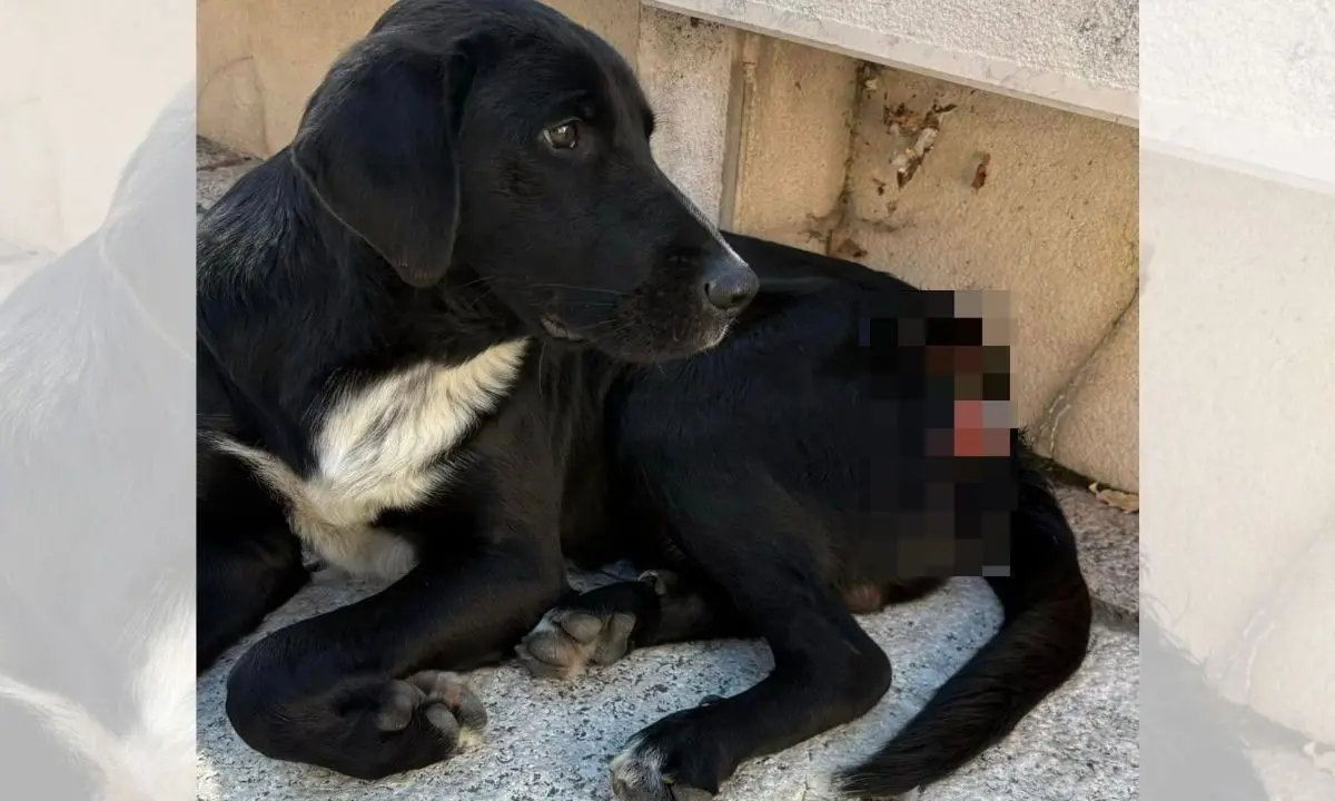 Halloween ad Acri, cane ferito dallo scoppio di un petardo. I cittadini: «Violenza che non possiamo accettare»