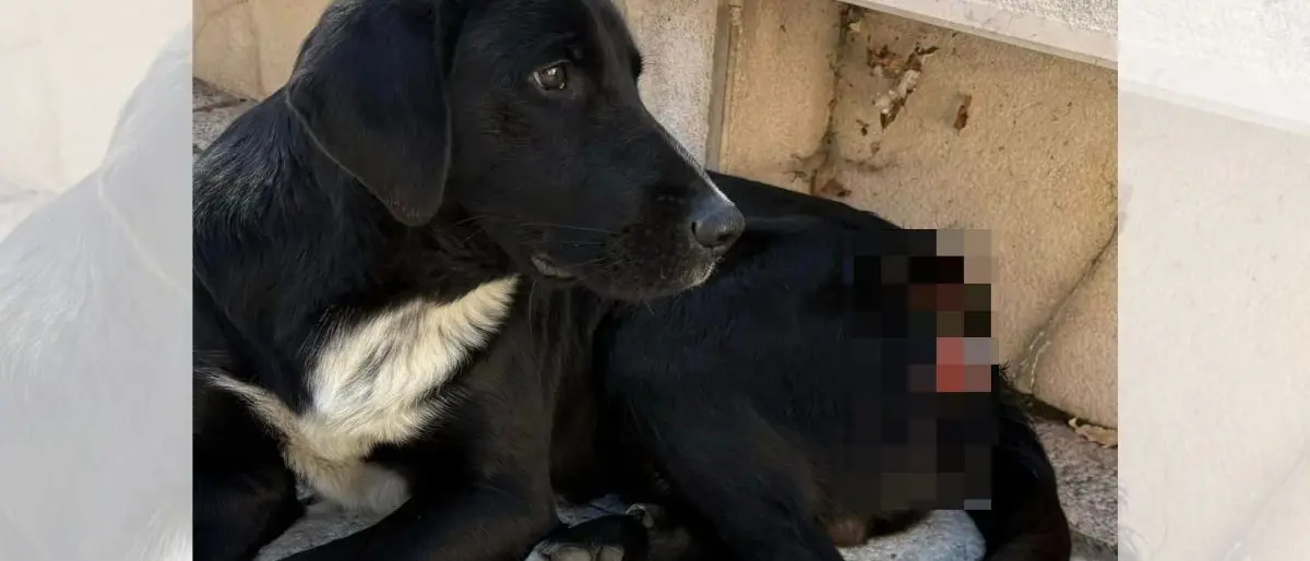 Halloween ad Acri, cane ferito dallo scoppio di un petardo. I cittadini: «Violenza che non possiamo accettare»