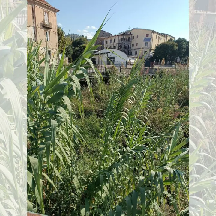 Cosenza, rinnovato per cinque anni il Patto per la cura di Piazza Spirito Santo\n