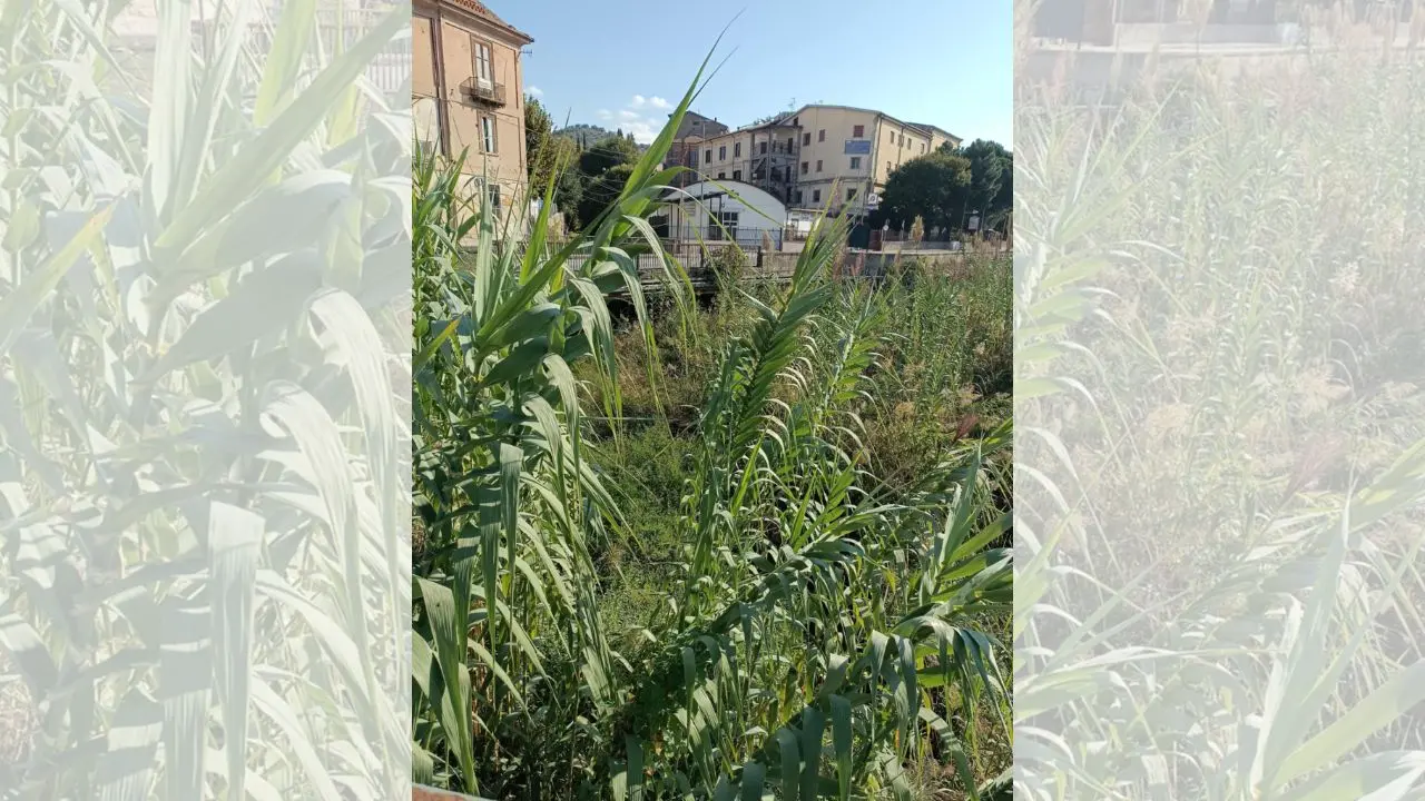 Piazza Spirito Santo, il comitato a Calabria Verde: «Pulire subito le sponde del fiume»