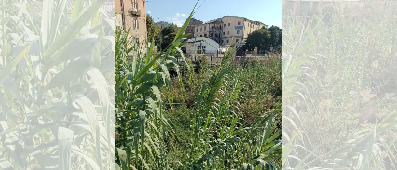 Piazza Spirito Santo, il comitato a Calabria Verde: «Pulire subito le sponde del fiume»