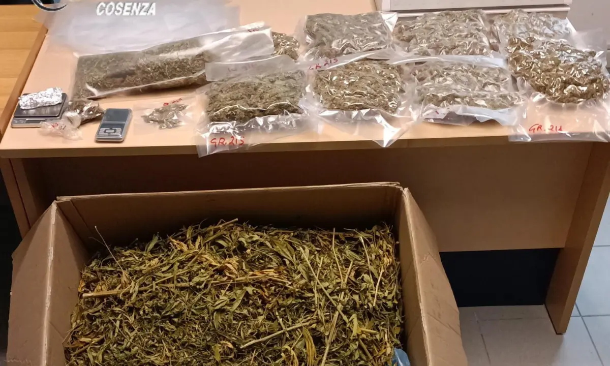 Buonvicino, arrestata una coppia trovata con due chili di marijuana in casa