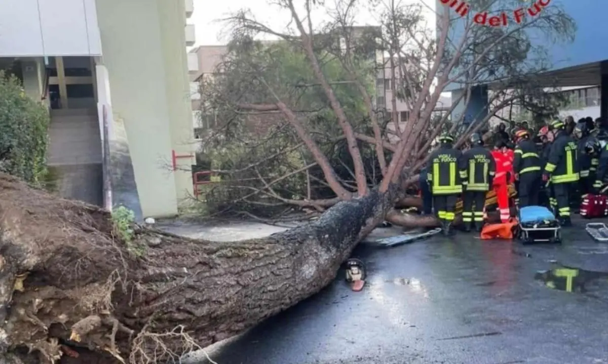 Fisciano, albero cade nel campus: cinque studenti feriti