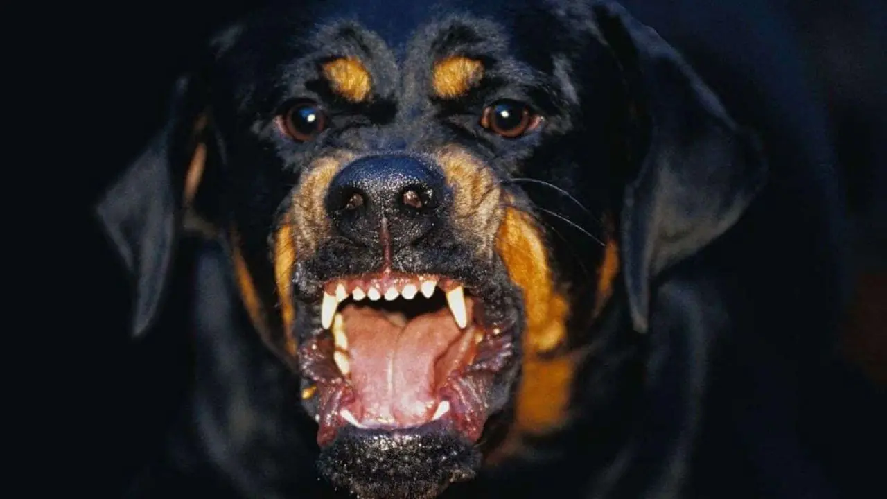 Firenze, neonato di 15 giorni morso dal cane di famiglia: ricoverato in codice rosso
