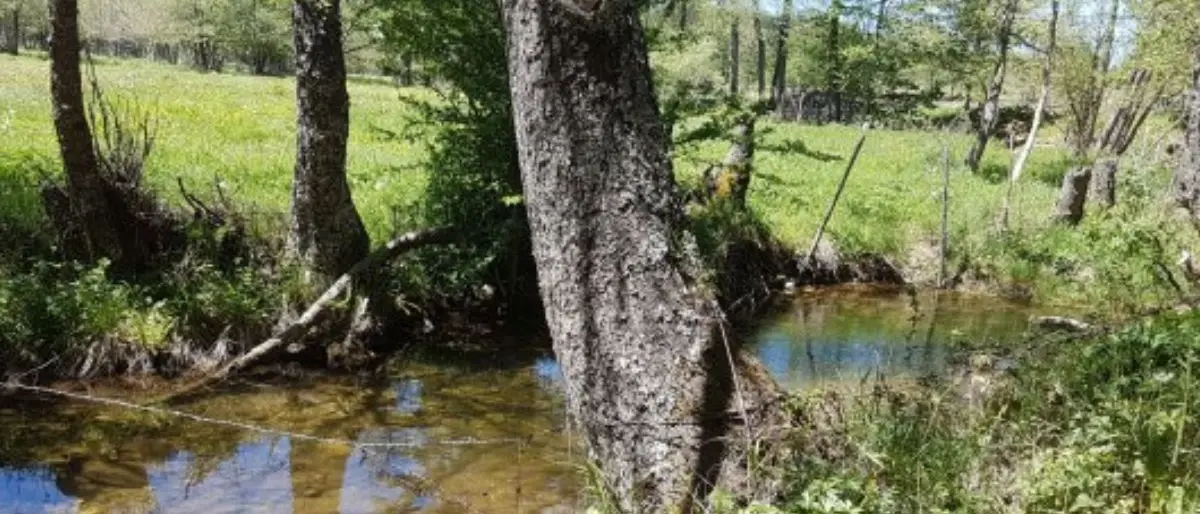 San Giovanni in Fiore: allarme liquami nel fiume Neto, chiesto intervento urgente