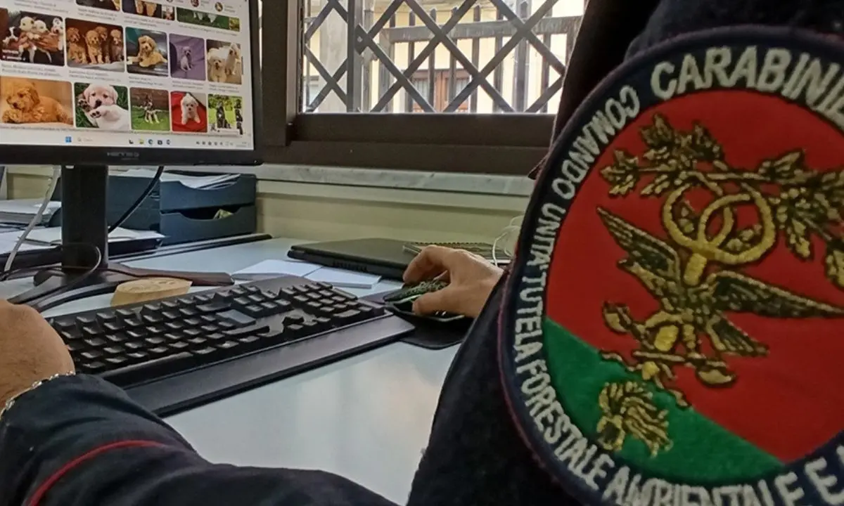 Cagnolini in vendita sul web, una denuncia a Rocca Imperiale