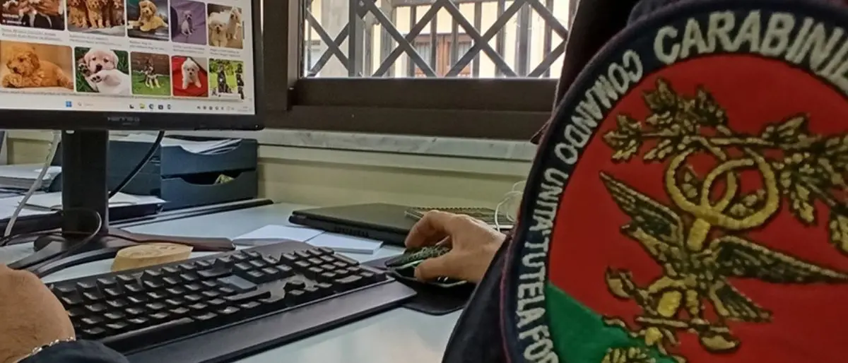 Cagnolini in vendita sul web, una denuncia a Rocca Imperiale