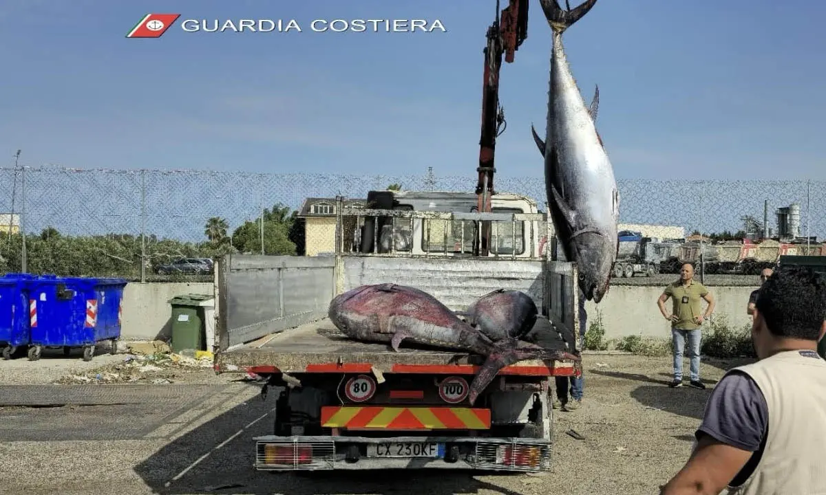 Corigliano Rossano, oltre 6 tonnellate di prodotti ittici sequestrati