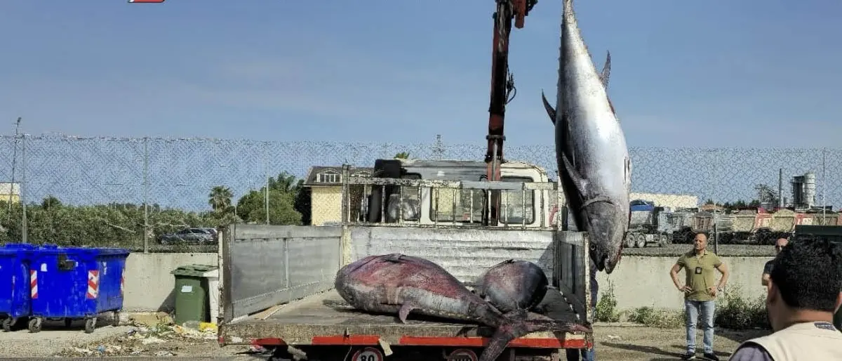 Corigliano Rossano, oltre 6 tonnellate di prodotti ittici sequestrati