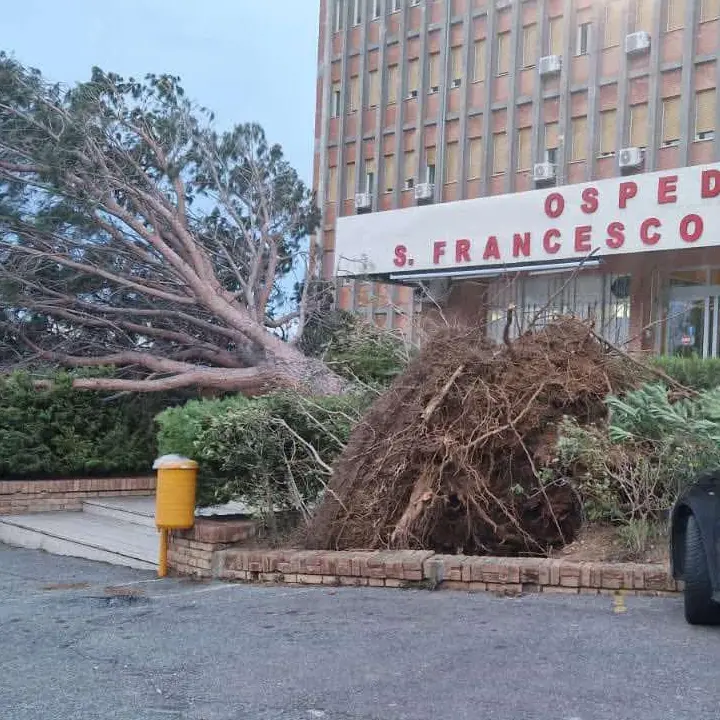 Paola piegata dal maltempo, un albero si abbatte sull'ingresso dell'ospedale | FOTO