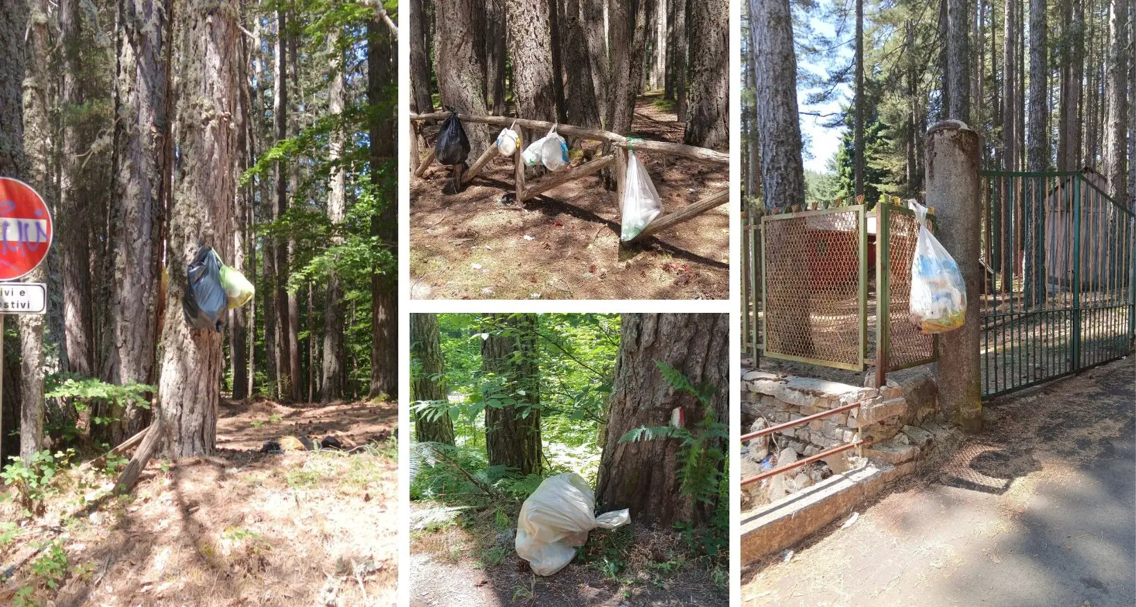 Rifiuti abbandonati in Sila, l’appello delle guide del Parco ai visitatori:\u00A0«Portate via la vostra spazzatura»\n