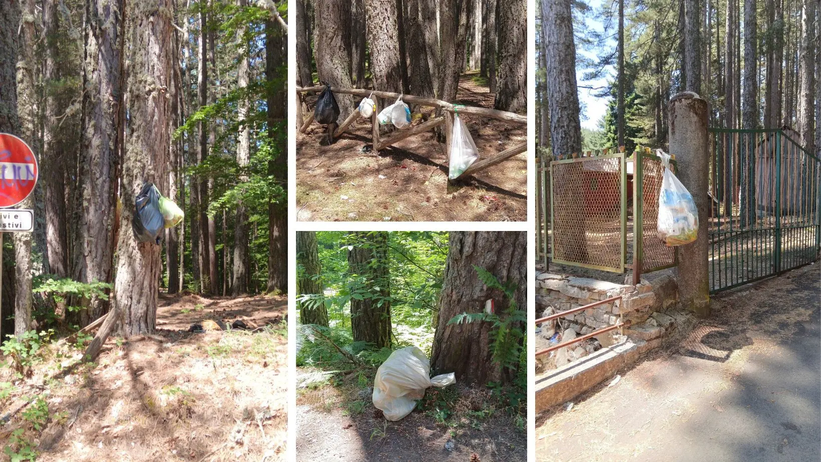 Rifiuti abbandonati in Sila, l’appello delle guide del Parco ai visitatori:\u00A0«Portate via la vostra spazzatura»\n