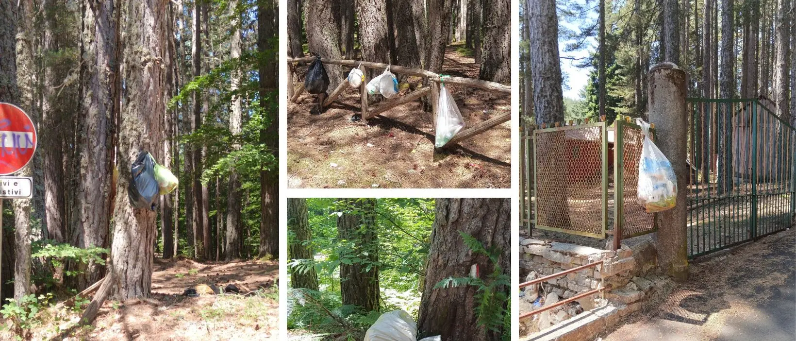 Rifiuti abbandonati in Sila, l’appello delle guide del Parco ai visitatori:\u00A0«Portate via la vostra spazzatura»\n