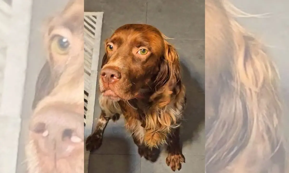 Aiutateci a ritrovare Freddie, il setter inglese \"rapito\" a Cosenza