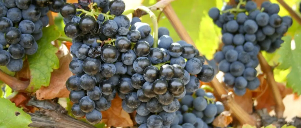 Magliocco Day, tutto pronto per l'edizione 2025: ecco il programma completo