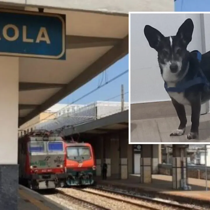 Da Paola a Cosenza, la fuga in treno del \"cane scienziato\" di Gottlob