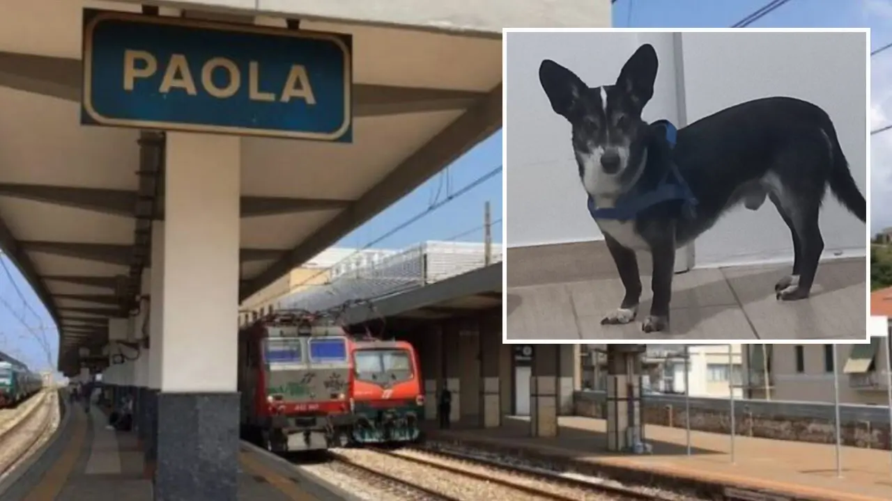 Da Paola a Cosenza, la fuga in treno del \"cane scienziato\" di Gottlob