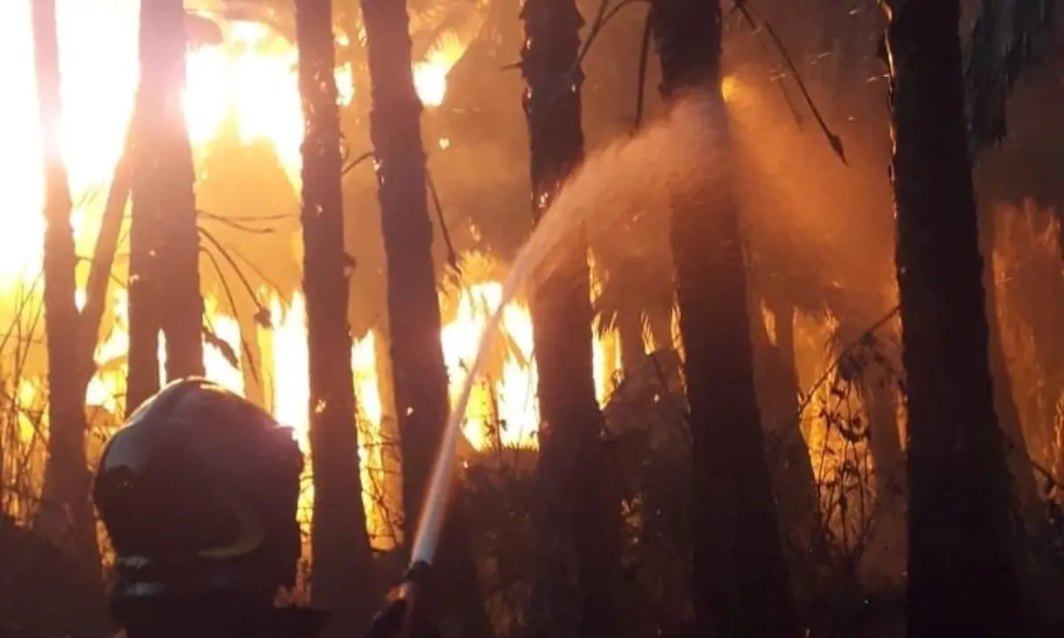Incendi a raffica, 55 interventi dei Vigili del fuoco su Alto Ionio e Tirreno cosentino