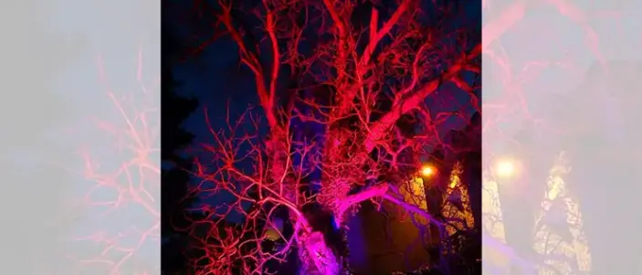 San Fili illumina di rosso il vero albero delle noci di Brunori