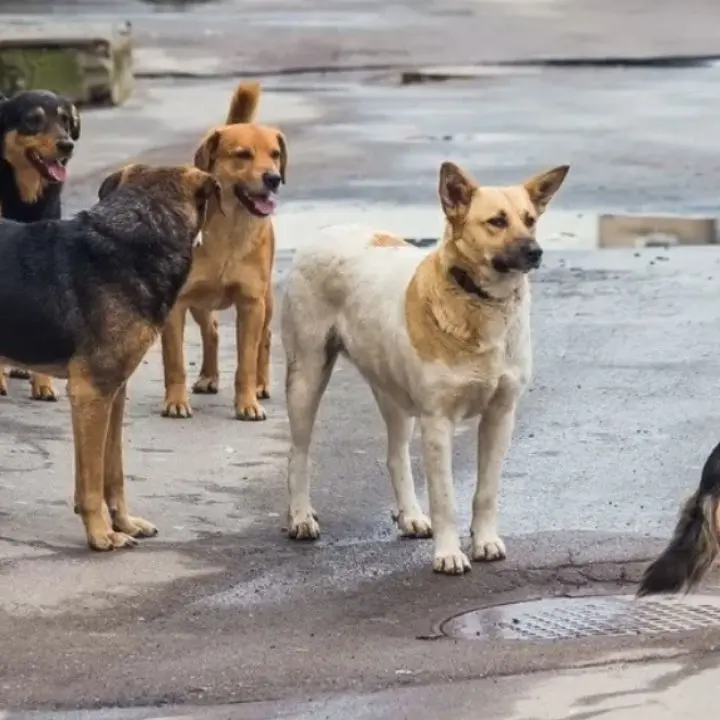 Acri, ordinanza contro il degrado: nuove regole per chi nutre animali randagi in città