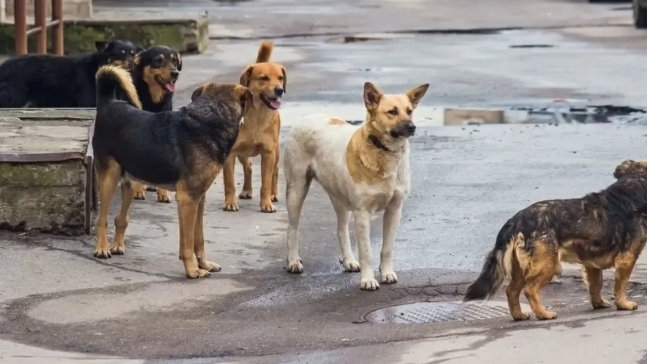 Acri, ordinanza contro il degrado: nuove regole per chi nutre animali randagi in città