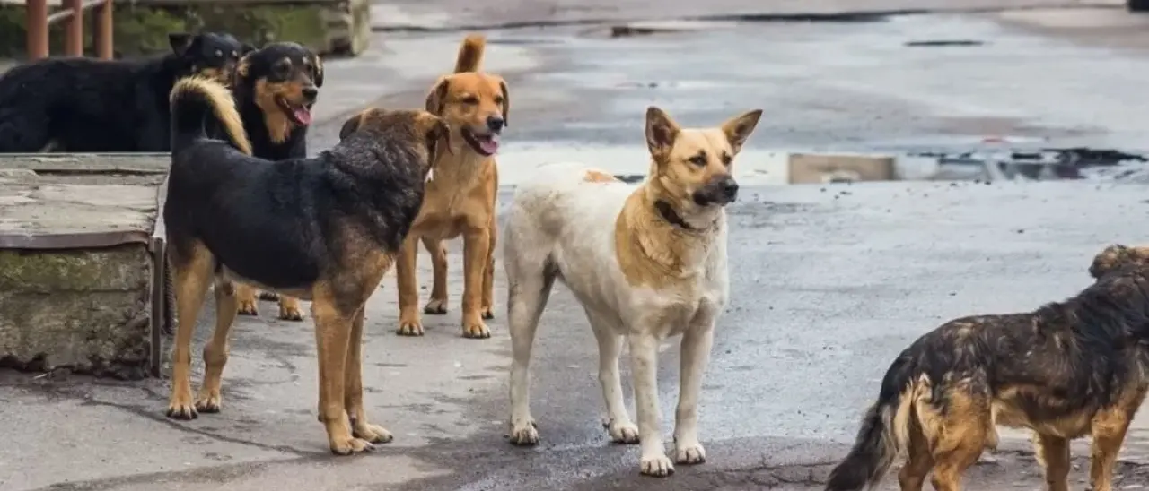 Acri, ordinanza contro il degrado: nuove regole per chi nutre animali randagi in città