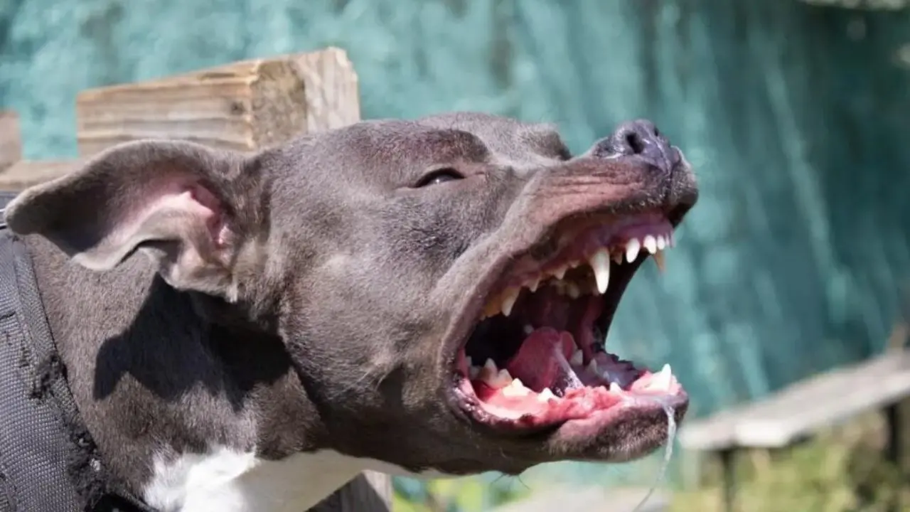 Bimba sbranata da pitbull, il papà indagato per omicidio colposo