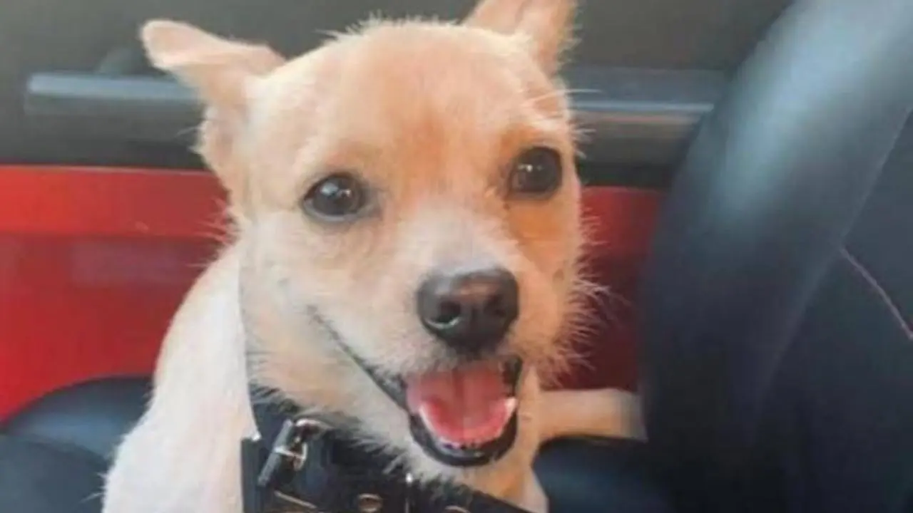 Orrore a Palermo: cane torturato, scuoiato e impiccato