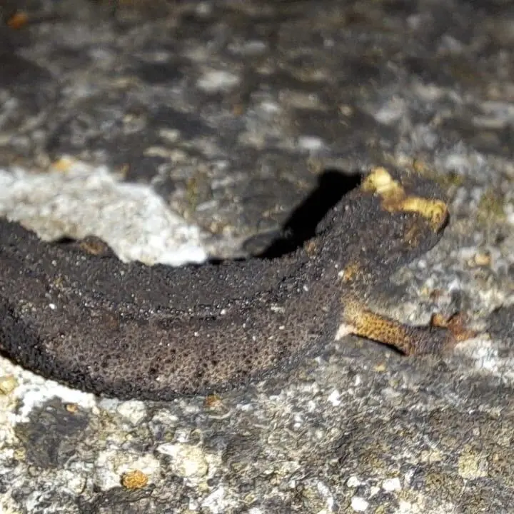 Avvistata una rara Salamandrina dagli Occhiali Meridionale a Orsomarso