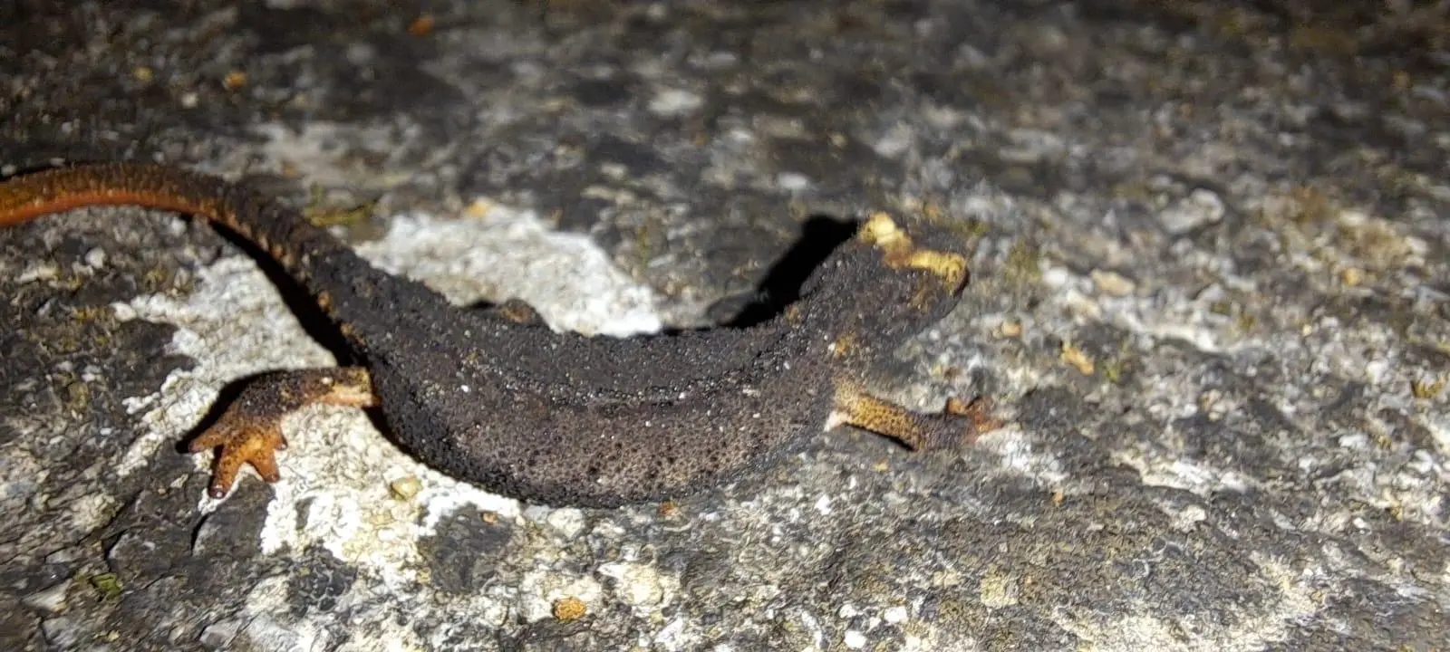 Avvistata una rara Salamandrina dagli Occhiali Meridionale a Orsomarso
