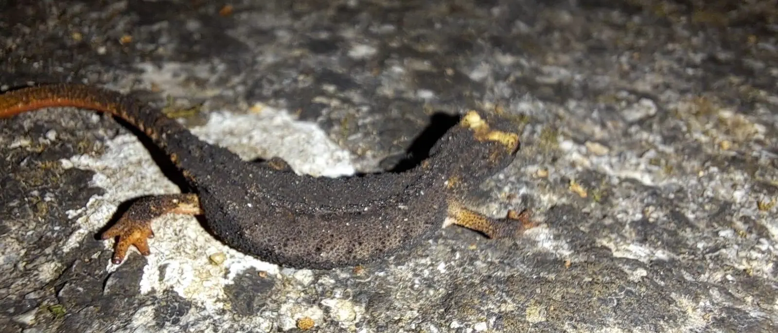 Avvistata una rara Salamandrina dagli Occhiali Meridionale a Orsomarso