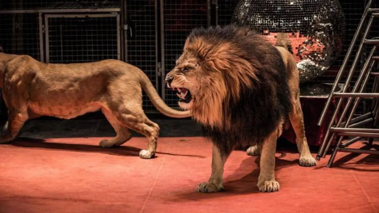 Via elefanti, tigri e leoni dal circo: la proposta di legge del Movimento Cinque Stelle