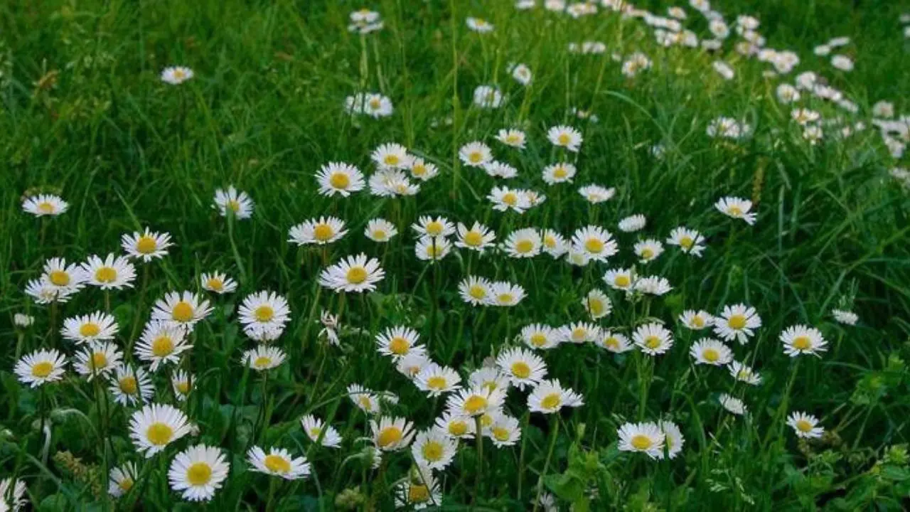Oggi inizia la primavera, perché l'equinozio nel 2025 cade il 20 marzo