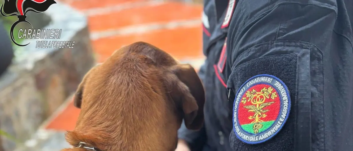 Nove cani denutriti a San Giovanni in Fiore: denunciata la proprietaria