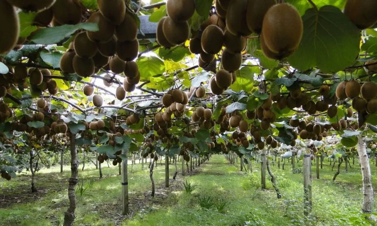 Media Valle del Crati, le gelate di metà marzo hanno distrutto le coltivazioni di kiwi