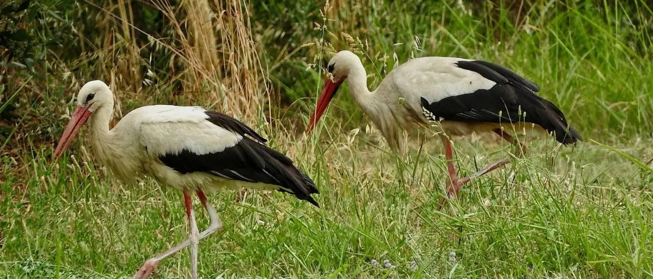 Luzzi, installata una webcam per il monitoraggio della cicogna bianca