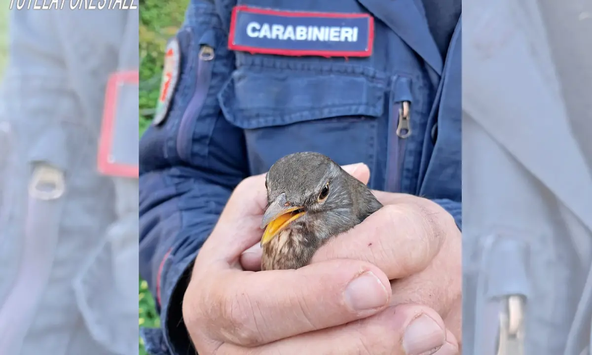 Falconara Albanese, deteneva illegalmente tre merli. Denunciato un uomo