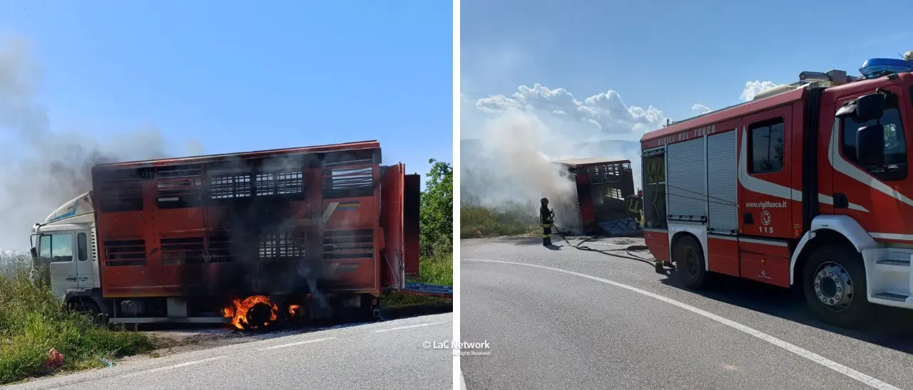 Camion di bestiame in fiamme sulla ss 660: animali salvati grazie all’intervento di una automobilista