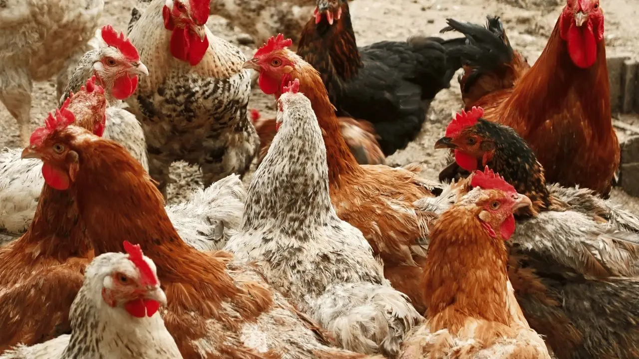 Polonia nella morsa dell’aviaria: abbattuti oltre 6,5 milioni di capi, scatta l’allerta Ue