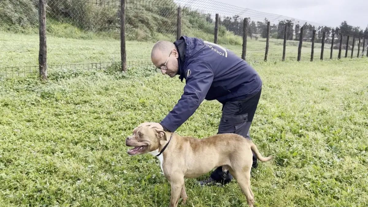 Da Cosenza a Roma, la storia di rinascita del pitbull Tyson