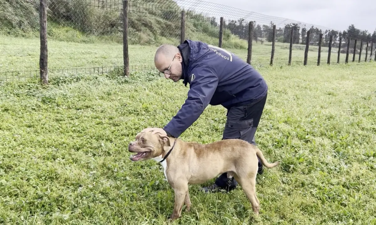 Da Cosenza a Roma, la storia di rinascita del pitbull Tyson