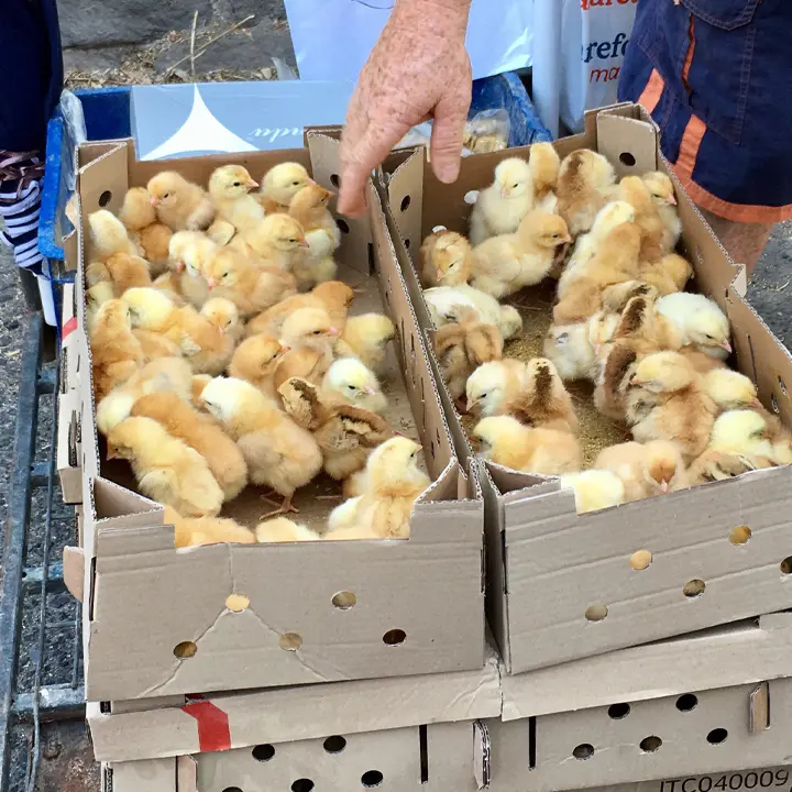 Stop alla vendita di animali nelle fiere di Corigliano Rossano