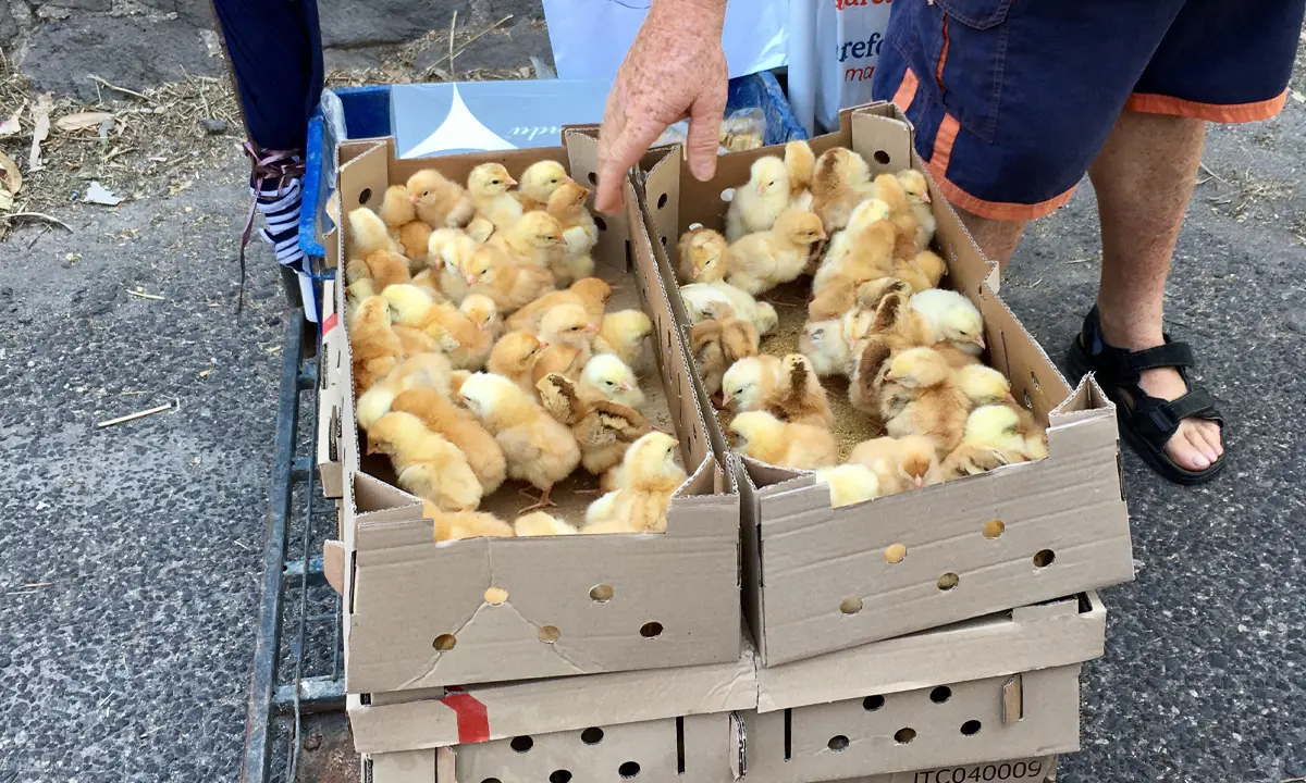 Stop alla vendita di animali nelle fiere di Corigliano Rossano