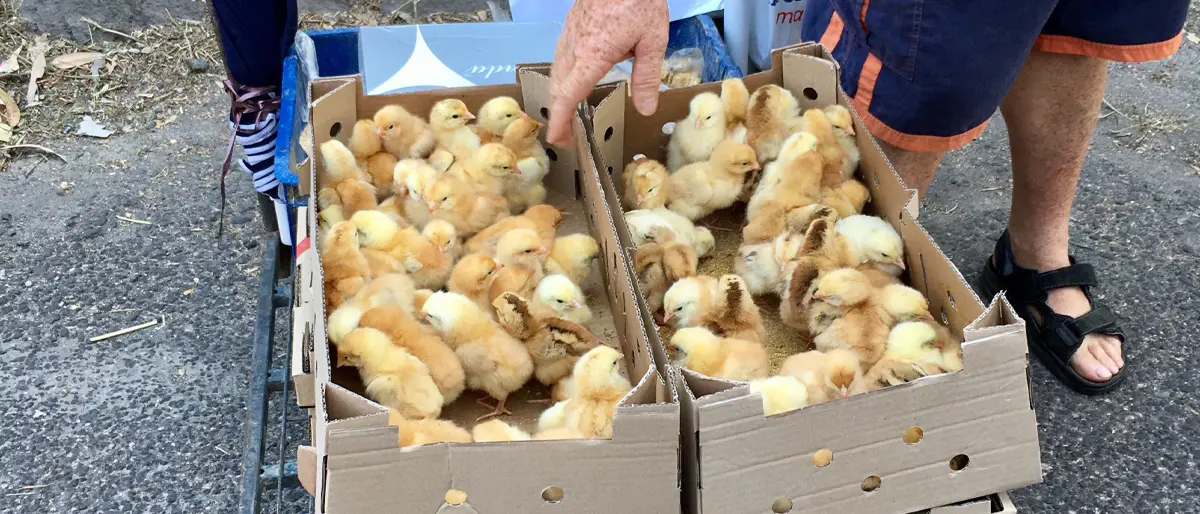 Stop alla vendita di animali nelle fiere di Corigliano Rossano