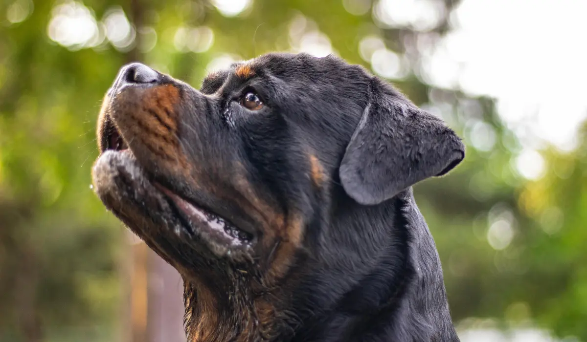 Anche i cani vanno in paradiso: un rottweiler salva la vita alla padrona