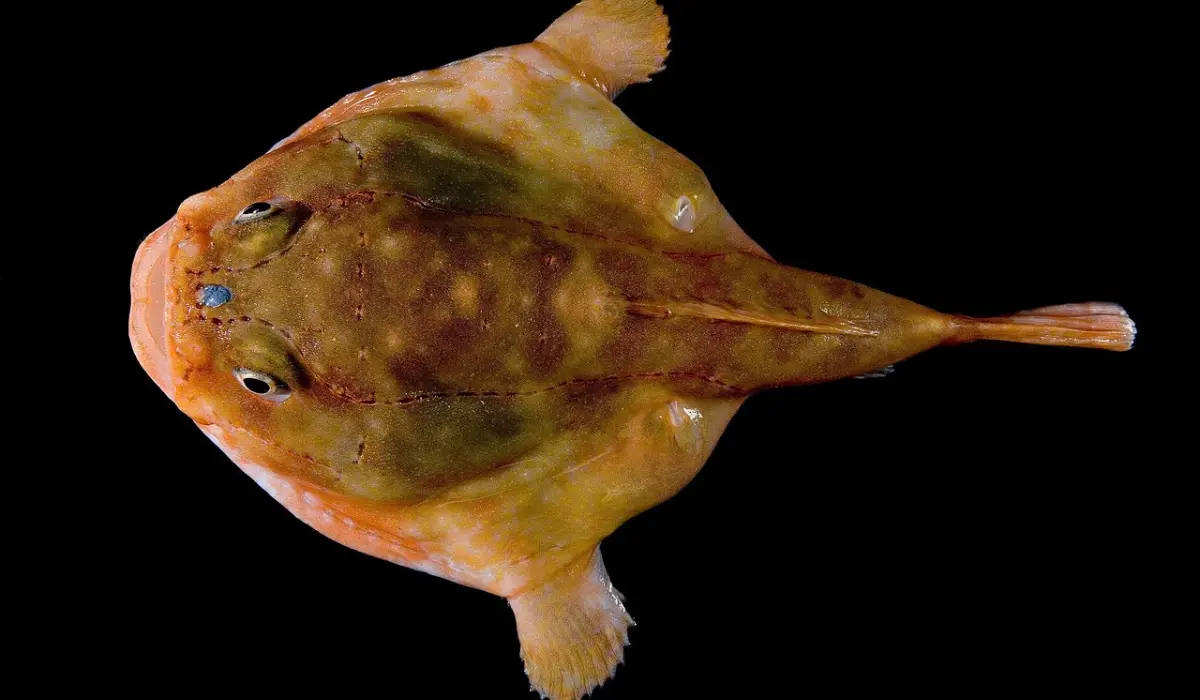 Il pesce che cammina: la scoperta del Tripod Fish negli abissi marini