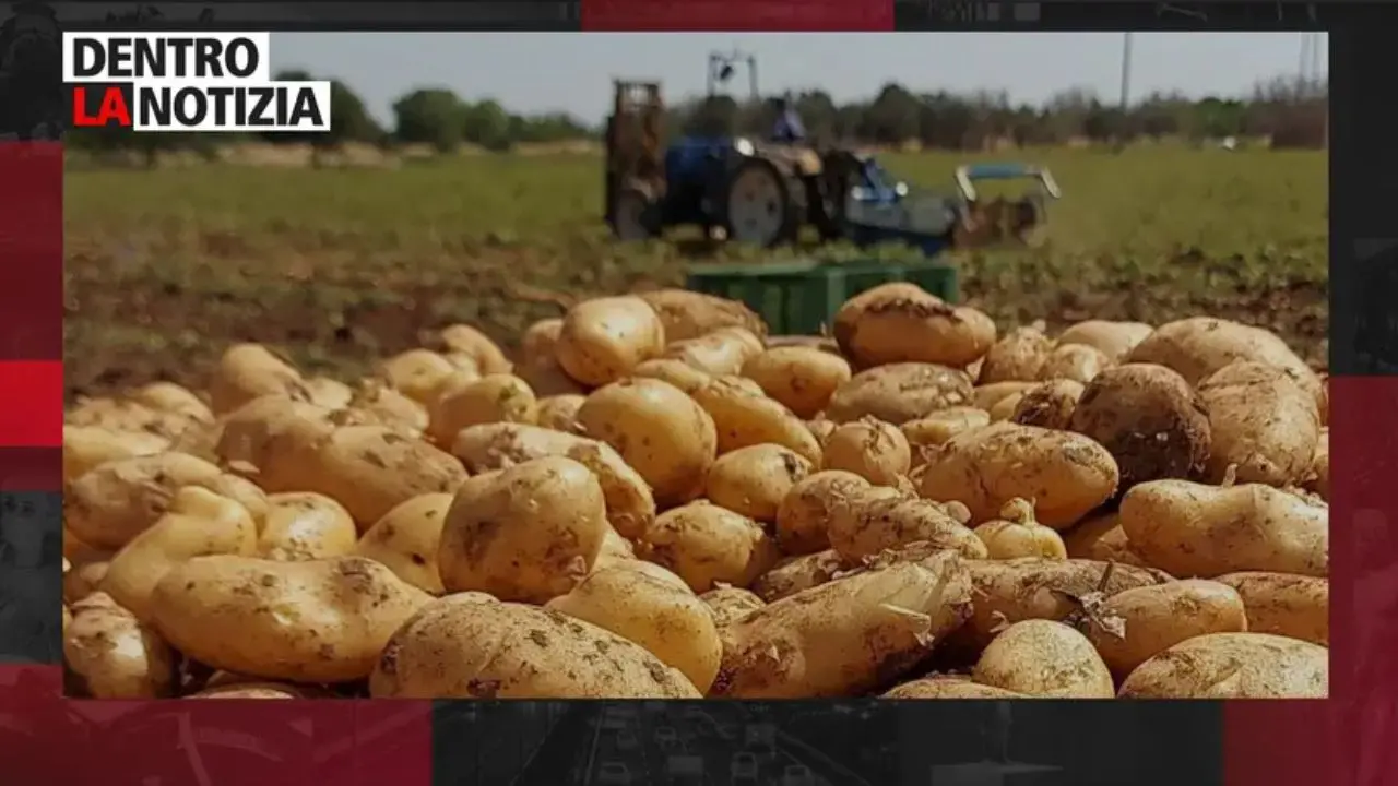 La patata della Sila, sperimentazioni e innovazioni: focus oggi a Dentro la notizia