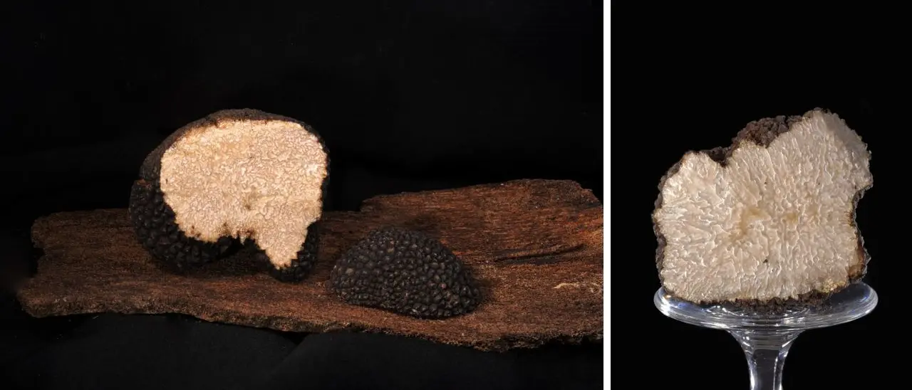 Morano Calabro celebra \"sua maestà\" il tartufo